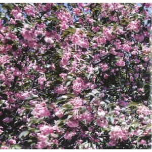 游泳爆乳露双奶头被教练玩弄
